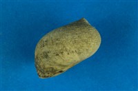 藏品(粗紋蜑螺)的圖片